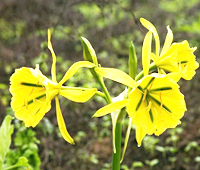 Flora de Lachay Flora de Lachay